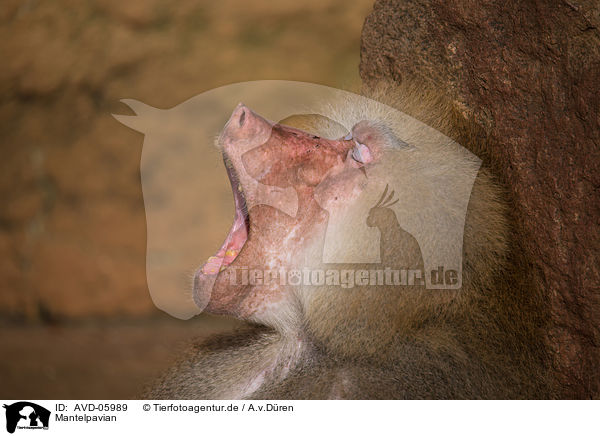Mantelpavian / hamadryas baboon / AVD-05989