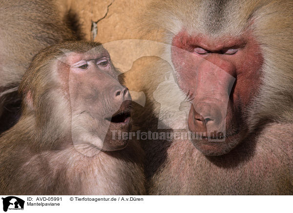 Mantelpaviane / hamadryas baboons / AVD-05991