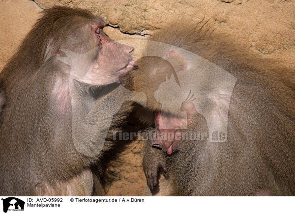 Mantelpaviane / hamadryas baboons / AVD-05992