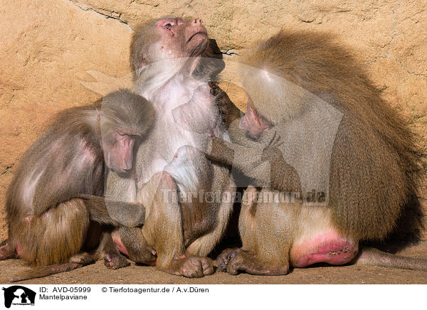 Mantelpaviane / hamadryas baboons / AVD-05999
