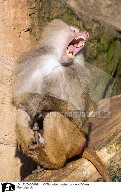 Mantelpavian / hamadryas baboon / AVD-06009