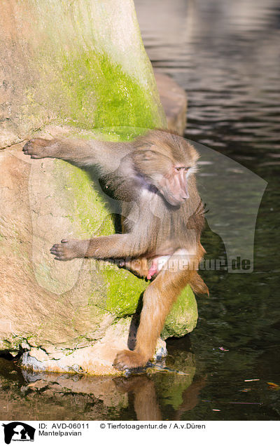 Mantelpavian / hamadryas baboon / AVD-06011