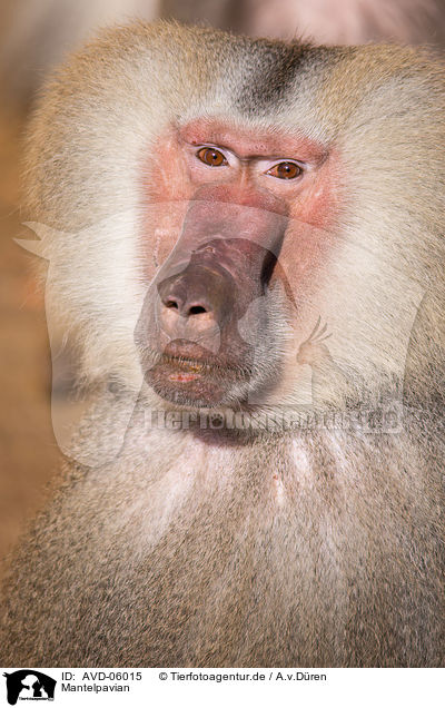 Mantelpavian / hamadryas baboon / AVD-06015