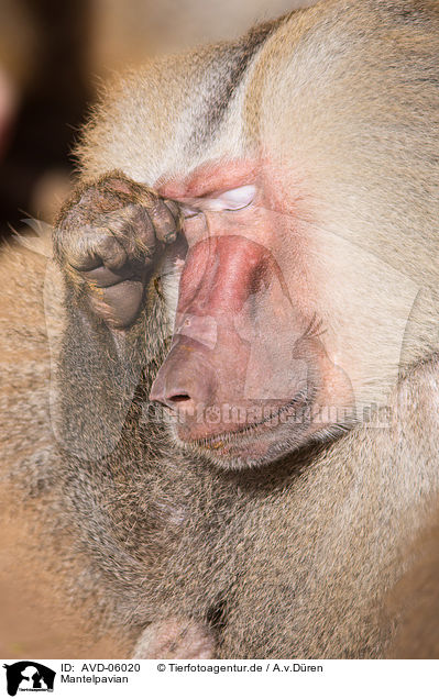 Mantelpavian / hamadryas baboon / AVD-06020