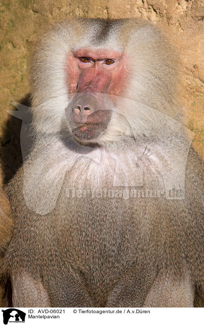 Mantelpavian / hamadryas baboon / AVD-06021