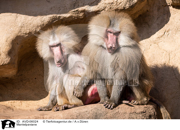 Mantelpaviane / hamadryas baboons / AVD-06024