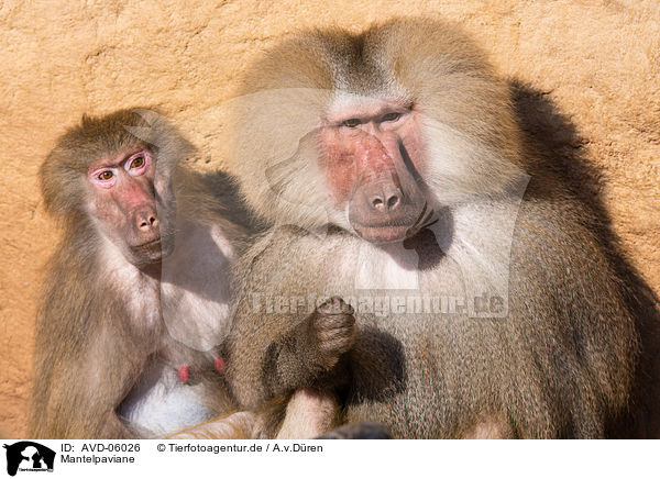 Mantelpaviane / hamadryas baboons / AVD-06026
