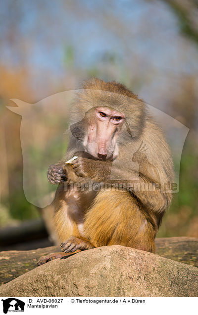 Mantelpavian / hamadryas baboon / AVD-06027