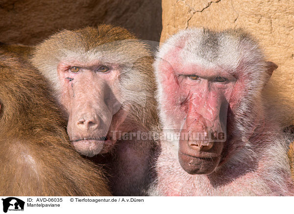 Mantelpaviane / hamadryas baboons / AVD-06035