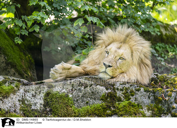 Afrikanischer Lwe / African Lion / DMS-14865