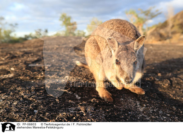 stehendes Mareeba-Felsknguru / FF-08803