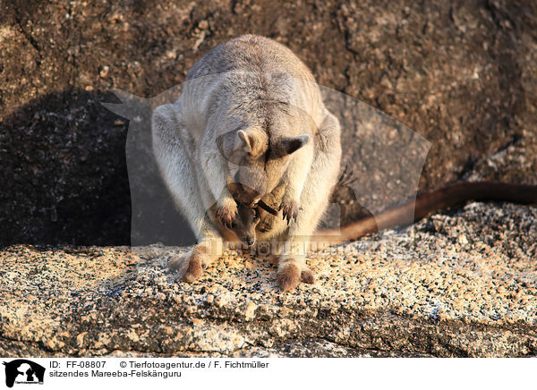 sitzendes Mareeba-Felsknguru / FF-08807