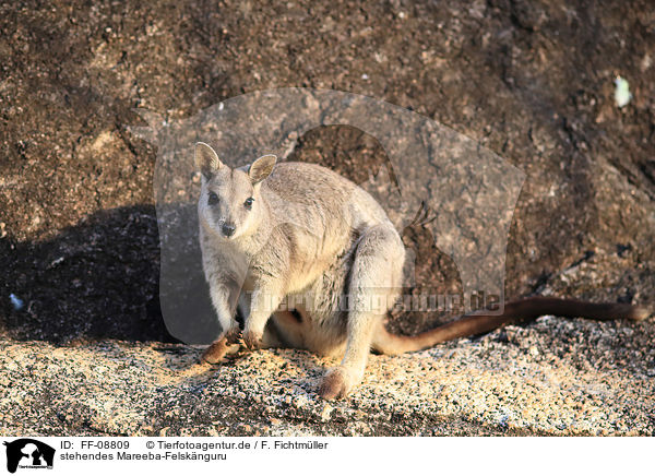 stehendes Mareeba-Felsknguru / FF-08809