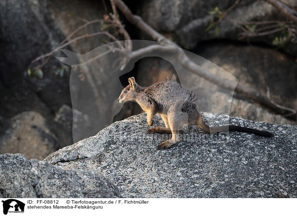 stehendes Mareeba-Felsknguru / FF-08812