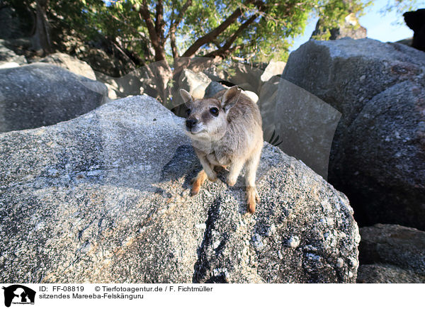 sitzendes Mareeba-Felsknguru / sitting Mareeba rock wallaby / FF-08819