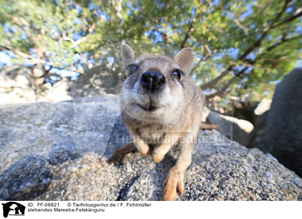 stehendes Mareeba-Felsknguru / standing Mareeba rock wallaby / FF-08821