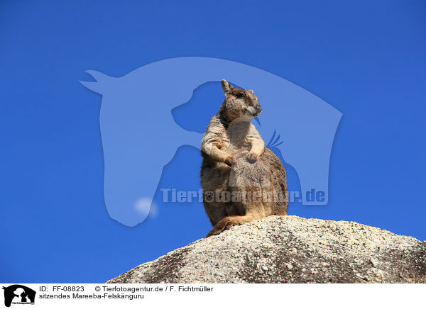 sitzendes Mareeba-Felsknguru / sitting Mareeba rock wallaby / FF-08823