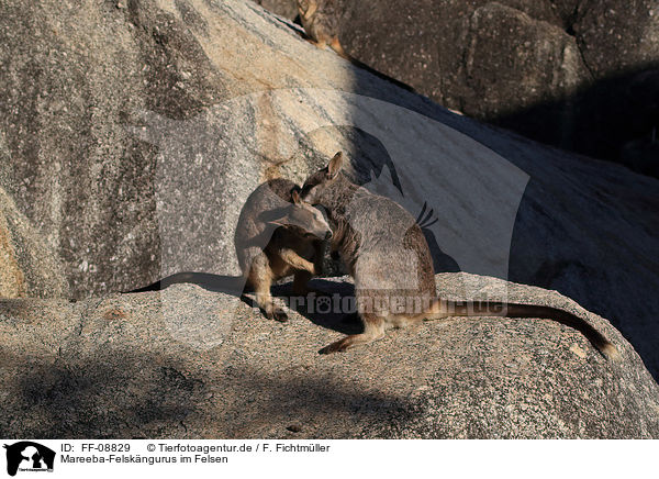 Mareeba-Felskngurus im Felsen / Mareeba rock wallaby at the rock / FF-08829
