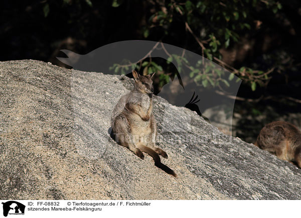 sitzendes Mareeba-Felsknguru / sitting Mareeba rock wallaby / FF-08832