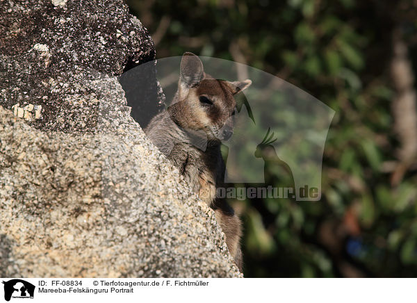 Mareeba-Felsknguru Portrait / FF-08834