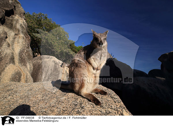 sitzendes Mareeba-Felsknguru / sitting Mareeba rock wallaby / FF-08838