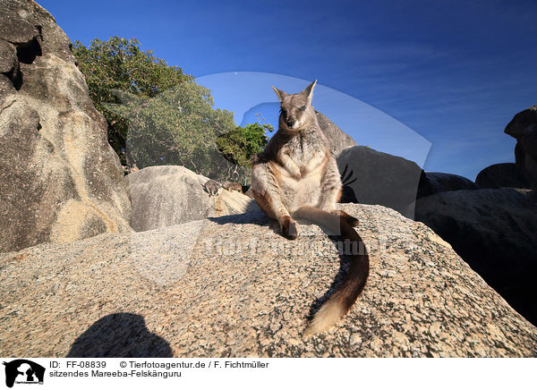 sitzendes Mareeba-Felsknguru / sitting Mareeba rock wallaby / FF-08839