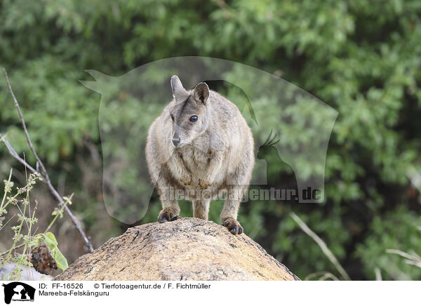 Mareeba-Felsk�nguru / FF-16526