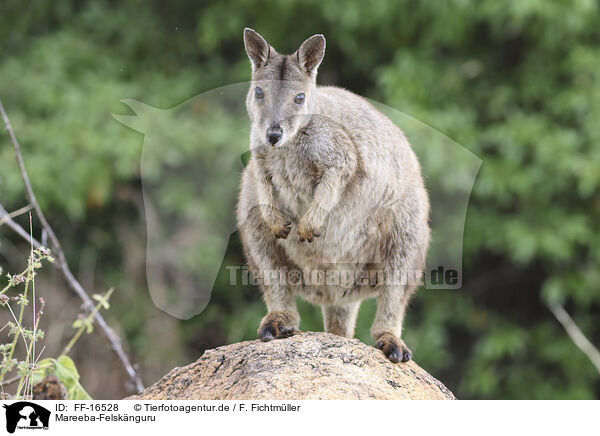 Mareeba-Felsk�nguru / Mareeba rock-wallaby / FF-16528