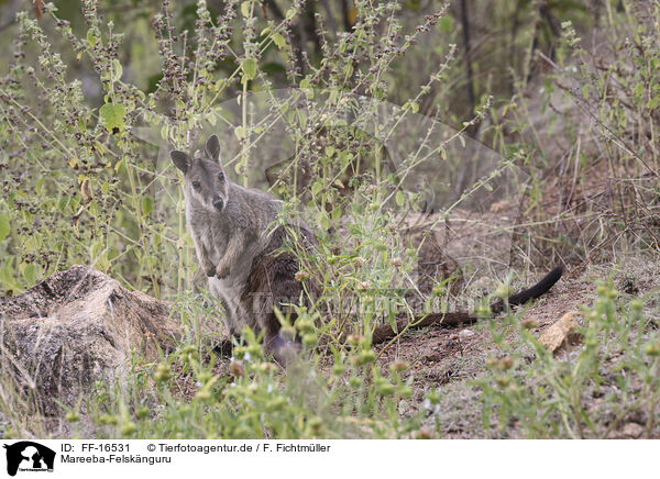Mareeba-Felsk�nguru / FF-16531