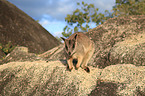 stehendes Mareeba-Felsknguru