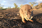 stehendes Mareeba-Felsknguru