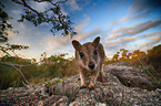 stehendes Mareeba-Felsknguru