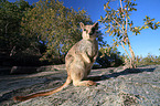 stehendes Mareeba-Felsknguru