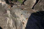 Mareeba-Felskängurus im Felsen