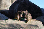 stehende Mareeba-Felskänguru