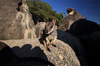stehendes Mareeba-Felskänguru