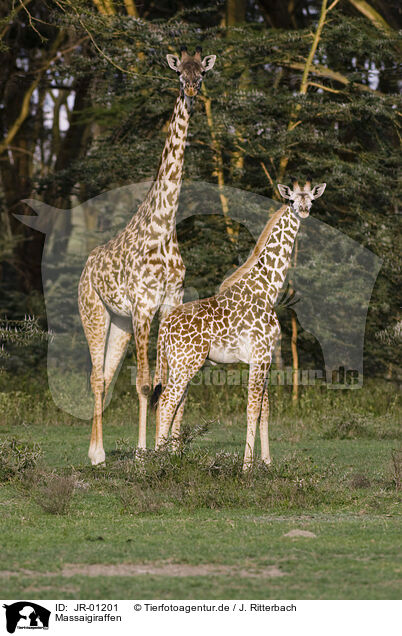 Massaigiraffen / masai giraffes / JR-01201
