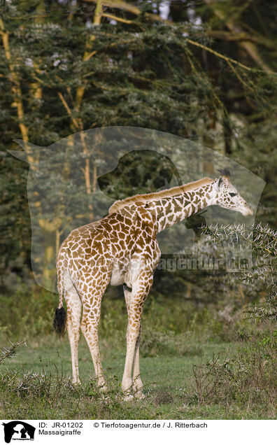 Massaigiraffe / masai giraffe / JR-01202