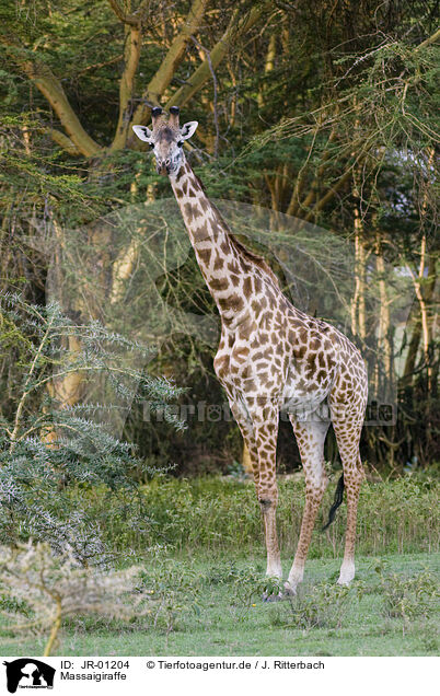 Massaigiraffe / masai giraffe / JR-01204