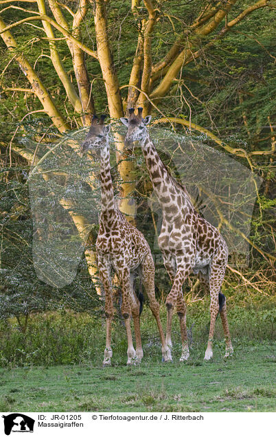 Massaigiraffen / masai giraffes / JR-01205