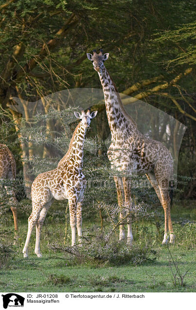 Massaigiraffen / masai giraffes / JR-01208