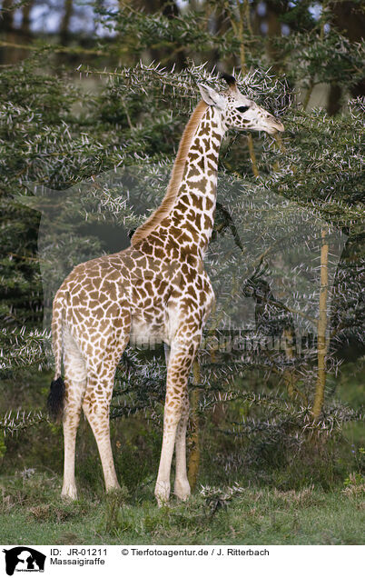 Massaigiraffe / masai giraffe / JR-01211