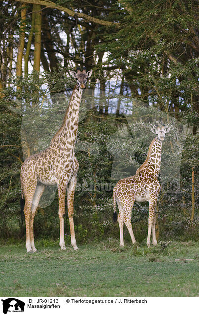 Massaigiraffen / masai giraffes / JR-01213