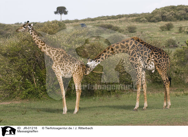 Massaigiraffen / masai giraffes / JR-01216