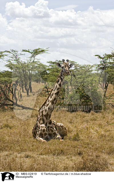 Massaigiraffe / masai giraffe / MBS-02819