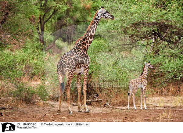 Massaigiraffen / Masai Giraffes / JR-03520