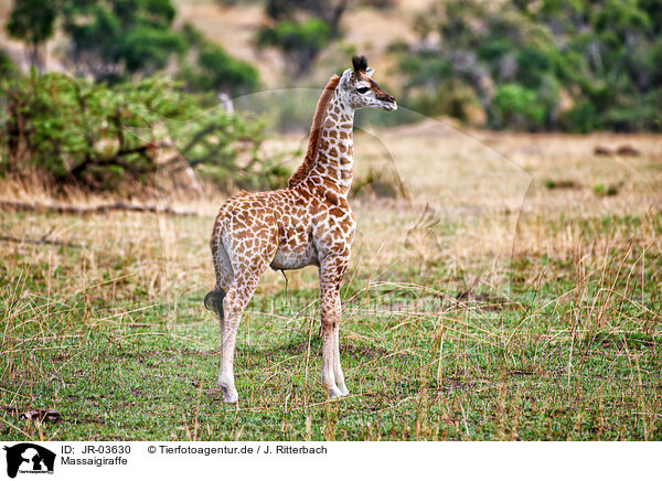 Massaigiraffe / Masai Giraffe / JR-03630