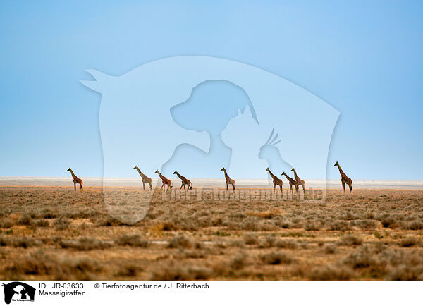 Massaigiraffen / Masai Giraffes / JR-03633