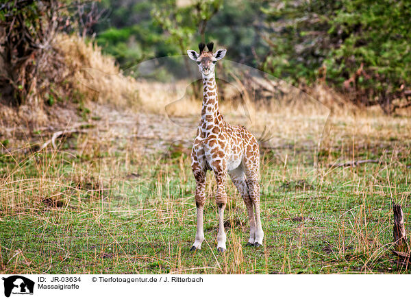 Massaigiraffe / Masai Giraffe / JR-03634