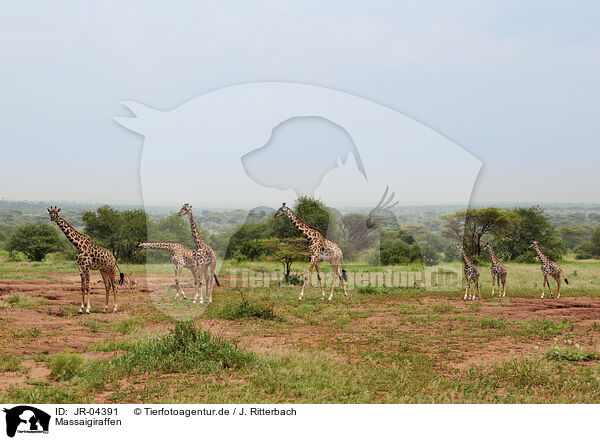 Massaigiraffen / Masai Giraffes / JR-04391
